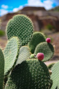 nopal