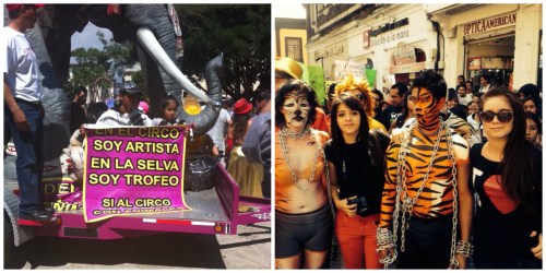 PROTESTA CONTRA CIRCO