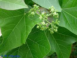 Jatropha