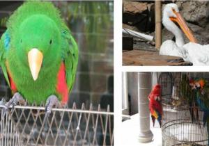 ANIMALES RESCATADOS EN JANTETELCO