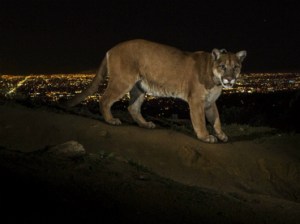 PUMA EN COLOMBIA